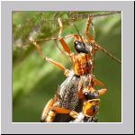 Cantharis thoracica - Weichkaefer 06.jpg